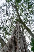 Big benjamin tree branches lianas roots photo