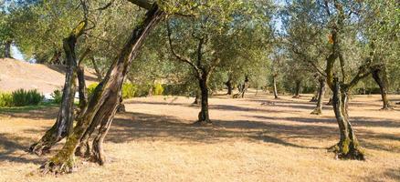 Olive tree cultivation in Italy. Organic outdoor plantation in rural scenery location. photo