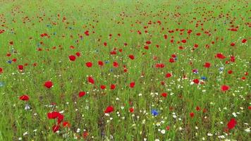 Drone video of flight over colorful poppy field at low altitude