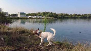 video en cámara lenta de un perro joven secándose temblando después de nadar