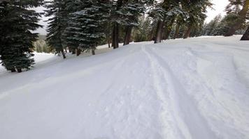 pov tiro di snowboarder equitazione attraverso alberi video