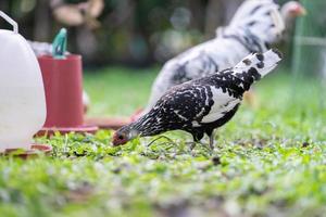 Hamburg Chick at the outdoor field in human home garden. photo