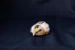 bebé mini pollito cochin sobre fondo de tela azul oscuro en luz de estudio. foto