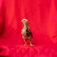 baby Rhode Island Red stands and poses on red cloth background. photo