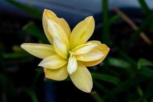 concéntrese en el polen de color amarillo lirio de lluvia con pétalos de 2 capas que florece bajo la luz de la mañana. foto