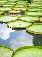 Close up to big LEAF of Lily Lotus in the poud swamp at outdoor field. photo