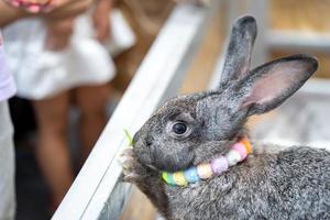 conejo marrón de ojos grandes con collar de color arcoiris pastel esponjoso en luz de estudio con barricada frente a él en el área de la casa de mascotas. foto