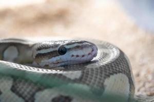 cabeza de serpiente amarilla - marrón con un gran ojo en el cuerpo. foto