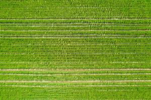 the Drone view of beautiful Green paddy rice field for background. photo