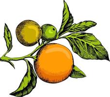 Tree branch with orange fruits and flowers. Branches, fruits and slices of orange. Vector illustration. Vintage engraving style