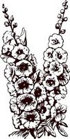 malva de flores - ilustración vectorial dibujada a mano, estilizada como grabado vector