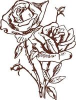 Hand drawn roses. Vector illustration isolate