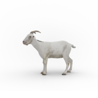 Alpine goat isolated png