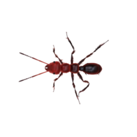 3d formica isolato png