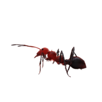 3d formica isolato png