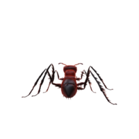 3d ant isolated png