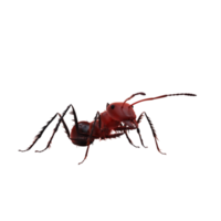 3D-Ameise isoliert png