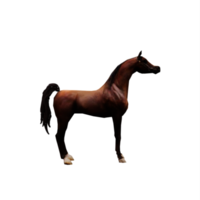 3d Arabian Horse png