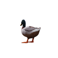 Mallard Duck isolated png