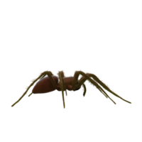 araña de pesca aislada png