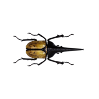 modèle 3D de Dynastes Hercule png