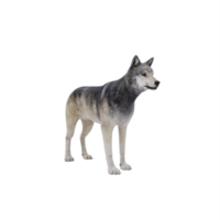 loup sauvage 3d isolé png