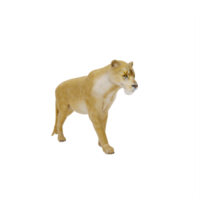 3d Lioness isolated png