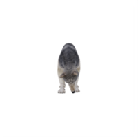 loup sauvage 3d isolé png
