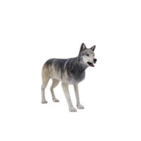 3d wild wolf isolated