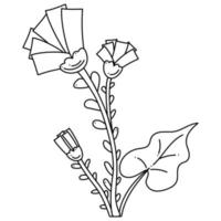 Coltsfoot doodle. Medicinal plant. Hand drawn outline vector illustration.