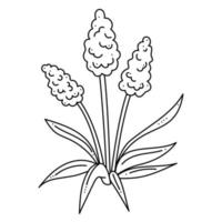 garabato de muscari. ilustración de vector de contorno dibujado a mano.