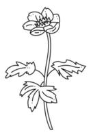 Anemone oak doodle. Hand drawn outline vector illustration.