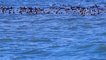 Flock of Cormorants Searching for Food in Ocean Water