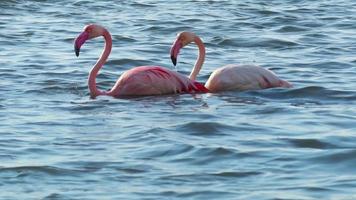 flamingo's voeden in de oceaan water video