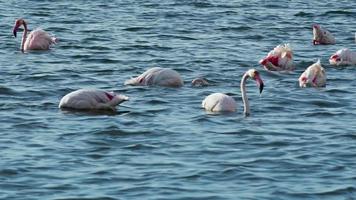 flamingo's voeden in de oceaan water