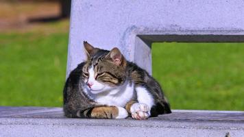 verdwaald kat resting Aan beton verdieping video