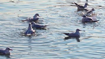 bandada de gaviotas bañándose y limpiando en el agua del océano video