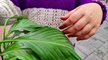Little Girl Touches Broadleaf Plant Leaves