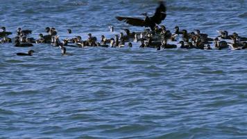 bando de cormorões em busca de comida na água do mar video