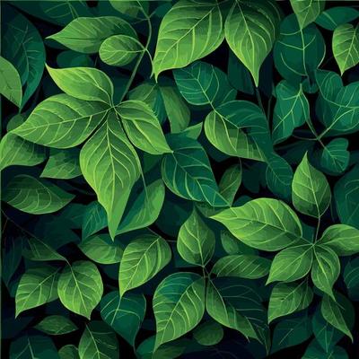 Texture of green leaves, green background pattern - Vector