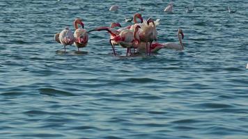 flamingo matning på blå vatten hav video