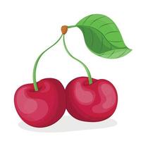 Vector illustration of cherry isolated on white background, cherry with leaves, half cherry, piece of cherry isolated