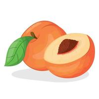 vector illustration of peach isolated on white background, peach with leaves, half of peach, piece of peach isolated