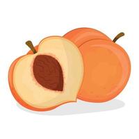 vector illustration of peach isolated on white background, peach with leaves, half of peach, piece of peach isolated