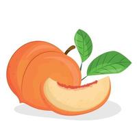 vector illustration of peach isolated on white background, peach with leaves, half of peach, piece of peach isolated