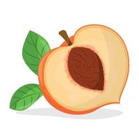 vector illustration of peach isolated on white background, peach with leaves, half of peach, piece of peach isolated