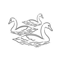 swan line art drawing illustration vector