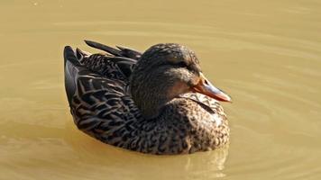 dichtbij omhoog wilde eend wild eend in water video