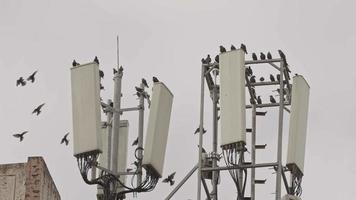 Wild Migratory Birds Perched on Electric Lighting Pole video