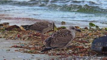 mouette solitaire sur la plage video